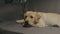 Adorable Labrador retriever puppy with red bow on neck laying on grey couch. Young dog relaxing on sofa.