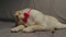 Adorable Labrador retriever puppy with red bow playing with dog toy laying on grey couch. Curious young dog gnawing toy
