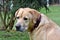 Adorable Labrador Retriever wearing a bright purple collar lounging in a lush, grassy meadow