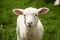 Adorable lamb exuding charm and innocence in farmyard setting