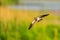 Adorable Lapwing (Vanellus vanellus) soaring through the air in a picturesque grassy field