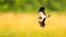 Adorable Lapwing (Vanellus vanellus) soaring through the air in a picturesque grassy field