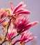 Adorable large magnolia flowers bloom