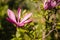 Adorable large magnolia flowers bloom