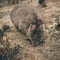 Adorable large wombat during the day looking for grass to eat