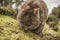 Adorable large wombat during the day looking for grass to eat