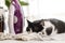 Adorable lazy cat sleeping at iron on modern cloth. Cute black and white cat relaxing on ironing board in stylish room, cozy