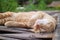 Adorable Lazy Golden Brown Cat Napping on the Bamboo Bridge