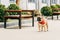 Adorable and leashed purebred french bulldog standing near wooden benches.