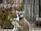 Adorable lemur looking behind a fence