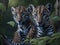 adorable leopard cubs on the prowl watching a hunt