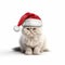 Adorable Lhasa Peru Cat Wearing Santa Claus Hat - Photorealistic 3d Rendering