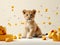 Adorable lion cubs captured in a professional studio setting.