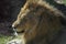 Adorable Lion with a Wrinkled Nose Making Faces