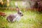Adorable litle bunny in garden, pet at home, cute rabbit eating
