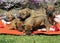 Adorable litter of puppies in backyard