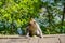 Adorable little baby macaque monkey by the road, Bali, Indonesia