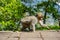 Adorable little baby macaque monkey by the road, Bali, Indonesia