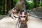 Adorable little baby macaque monkeys at Sacred Monkey Forest. Ubud, Bali, Indonesia