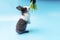 Adorable little black and white rabbits getting up to eating green fresh lettuce leaves on isolated blue background. Animal