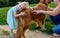 Adorable little blond girl smiling and hugging her cute pet dog