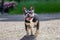 Adorable little Boston terrier running towards the camera