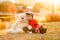 Adorable little boy with his teddy bear friend in the park on sunset