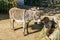 Adorable little brown grey asian donkey in close up beautiful animal portrait