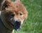 Adorable Little Chow Puppy Face Close Up