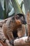 Adorable Little Collared Lemur Balancing on a Tree