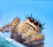 Adorable little female Phidippus princeps jumping spider looking up