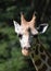 Adorable Little Giraffe Face Up Close in Nature