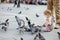 Adorable little girl feeding pigeons