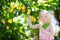 Adorable little girl picking fresh ripe lemons