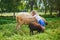 Adorable little girl playing with sheep at farm