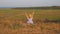 Adorable little girl in a straw hat and blue plaid summer dress in grass field with hands up to the sky. Happy child sitting alone