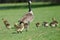 Adorable Little Goslings Running to Catch Mom