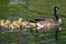 Adorable Little Goslings Swimming with Mom