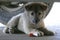 Adorable Little Gray Puppy Dog Playing Under a Car