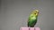 Adorable little green wavy parrot