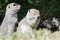 Adorable Little Ground Squirrel Rubbing His Face