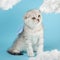 Adorable little kitten with blue feathery wings among the white clouds.