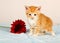 Adorable little kitten standing next to a red flower