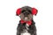 Adorable little metis dog wearing a red bowtie
