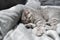 Adorable little pet. Cute child animal. Cute little kitten of gray color of Scottish Straight breed is sleeping sweetly