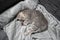 Adorable little pet. Cute child animal. Cute little kitten of gray color of Scottish Straight breed is sleeping sweetly