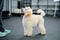 Adorable little poodle puppy looks at animal trainer