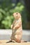 Adorable Little Prairie Dog Standing on a Rock