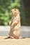 Adorable Little Prairie Dog Up Close In Nature