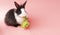 Adorable little rabbit bunny black and whites sitting down eating green fresh lettuce leaves on isolated pink background. Animal